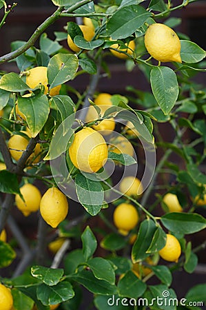 Lemon fruit on Stock Photo