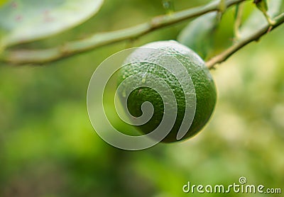 Lemon fruit in the garden with lemon leaves in the background, agricultural production concept, gardening Stock Photo