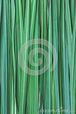 Lemon grass leaf black ground texture Stock Photo