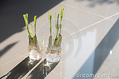 Lemon grass without using soil Stock Photo