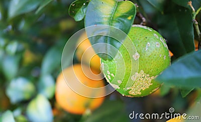 Lemon on a green lemon tree Stock Photo