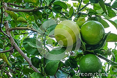 Lemon,Green lemon,green lemon on the tree Stock Photo