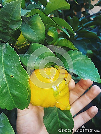 lemon growing inside another lemon Stock Photo