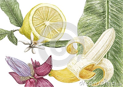 Lemon illustration. Cartoon Illustration