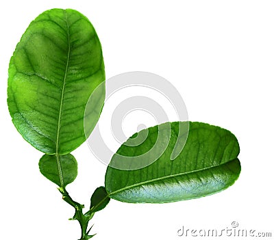 Lemon Leaf Stock Photo