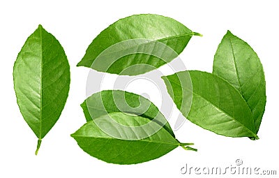 Lemon leaf isolated on white background Stock Photo