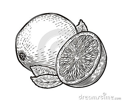 Lemon with leaves. Organic nutrition healthy food. Engraved hand drawn vintage sketch Stock Photo