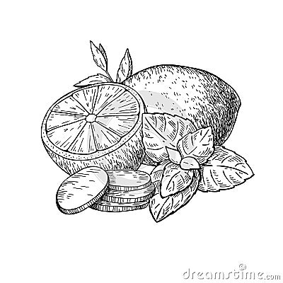 Lemon, mint and ginger vector drawing. Root, hearb leaf and frui Vector Illustration