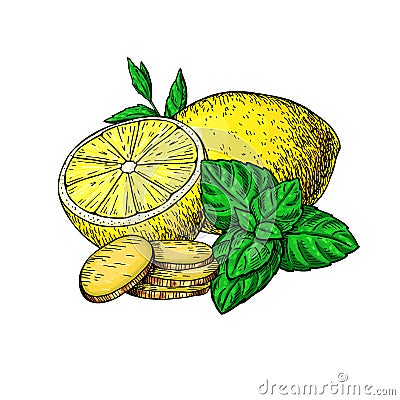 Lemon, mint and ginger vector drawing. Root, hearb leaf and fruit slice sketch. Vector Illustration