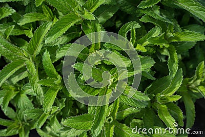 Lemon mint plant, mentha gentilis citrata Stock Photo