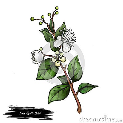 Lemon Myrtle Detail isolated digital art illustration. Flowers on green stem, Australian hand drawn plant. lemon myrtle, lemon Cartoon Illustration