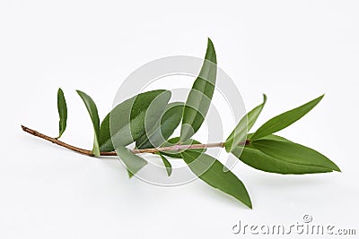 Lemon Myrtle Plant Leaves Stock Photo