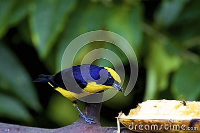 Lemon-rumped Tanager 843609 Stock Photo