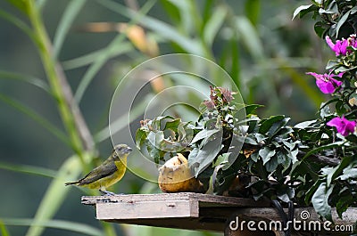 Lemon-rumped tanager next to banana in a garden Stock Photo