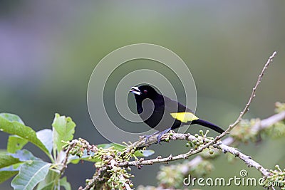 Lemon-rumped Tanager 843721 Stock Photo