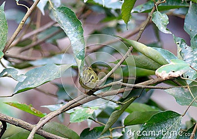 Lemon-rumped warbler Stock Photo