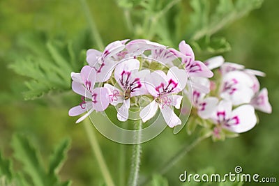 lemon-scented geranium pink flowers flowering in garden Stock Photo