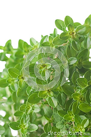 Lemon-Scented Thyme Stock Photo