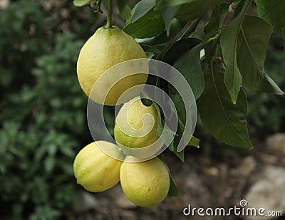 Lemon Stock Photo