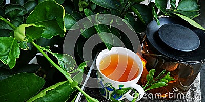 Lemon tea leaves healthy drinks help to detoxify, fresh from plant and No insecticides Stock Photo