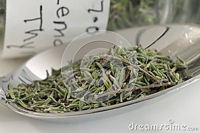 Lemon thyme Stock Photo