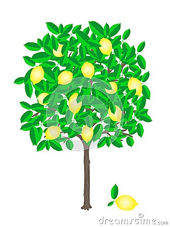 Lemon tree Vector Illustration