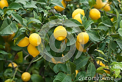 Lemon tree Stock Photo