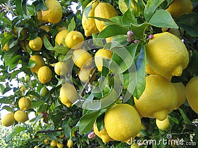 Lemon Tree Stock Photo