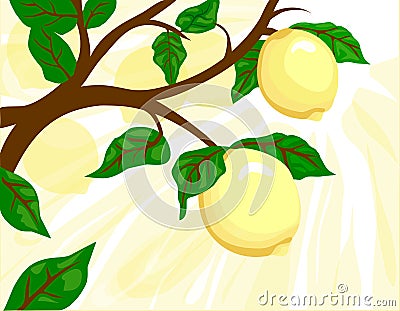 Lemon Tree Stock Photo