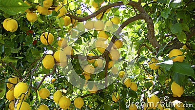 Lemon tree Stock Photo