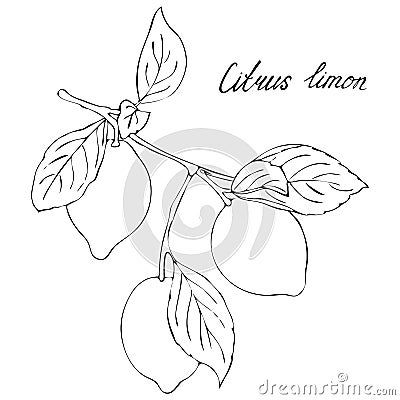 Lemon tree branch with fruits, black and white image for your design Stock Photo