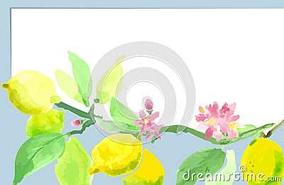 Lemon tree branch, fruits and flowers Lemon. watercolor t Stock Photo