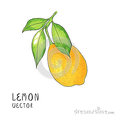Lemon tree branch, watercolor painting on white background, illustration Cartoon Illustration