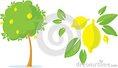 Lemon Tree with Lemon Flat Fresh Design with Citrus - Vector Illustration Vector Illustration