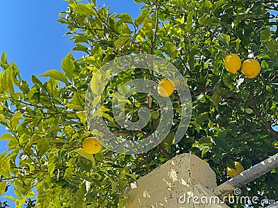 Lemon tree Stock Photo