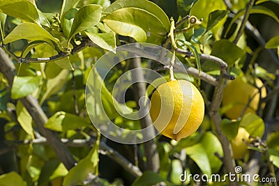 Lemon on tree Stock Photo