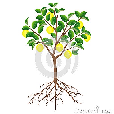 Lemon tree with fruits and roots on a white background. Vector Illustration