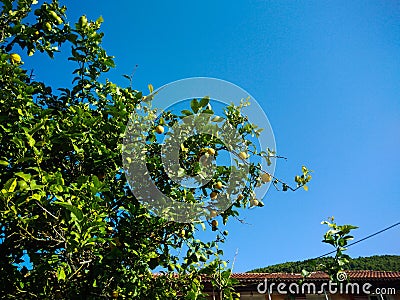 Lemon tree Stock Photo