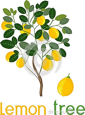 Lemon tree with green leaves, ripe yellow fruits and title Stock Photo