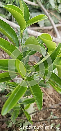 Lemon tree leaves green colour Stock Photo