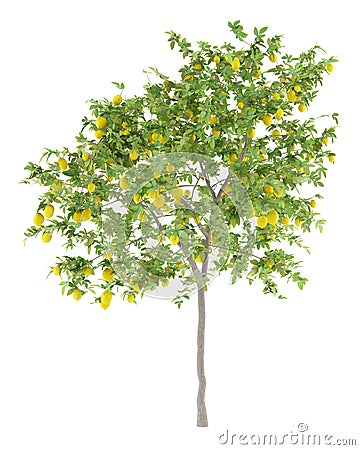 Lemon tree with lemons isolated on white Stock Photo