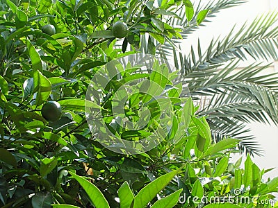 Lemon tree and palm tree leaves on the white sky background Stock Photo