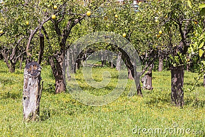 Lemon tree plantation at Sorrento city. Stock Photo
