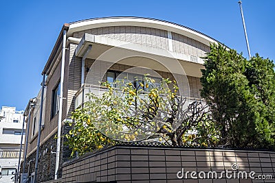 Lemon tree on the roof of a building. Tokyo city. Japan Stock Photo