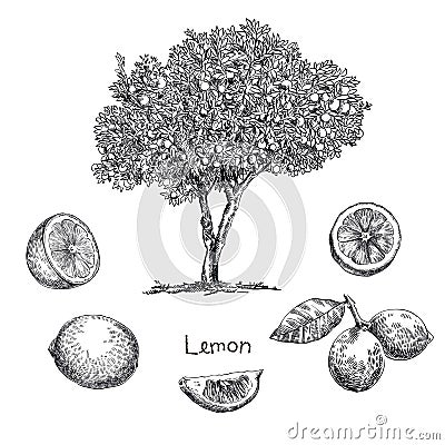 Lemon tree sketch Vector Illustration