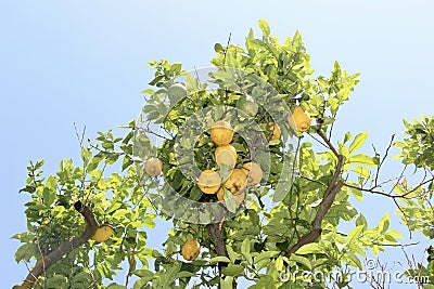 Lemon Tree Sorrento in Italy Stock Photo