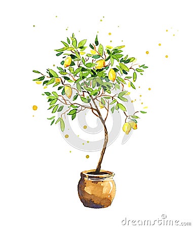 Lemon tree, watercolor sketch Stock Photo