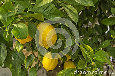 Lemon tree with yellow lemons an green leaves - Citrus limon Stock Photo