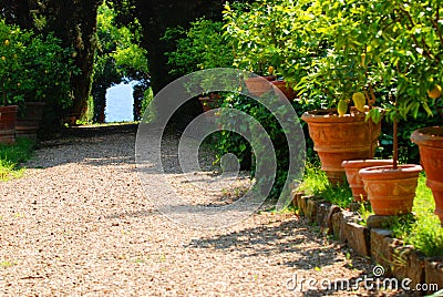 Lemon trees Stock Photo