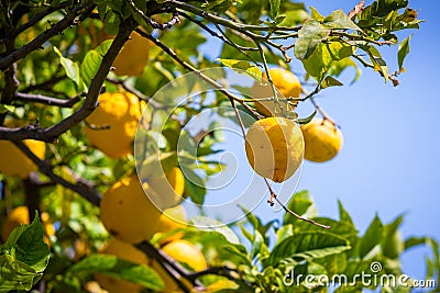 Lemon trees in a citrus grove in Sicily Stock Photo